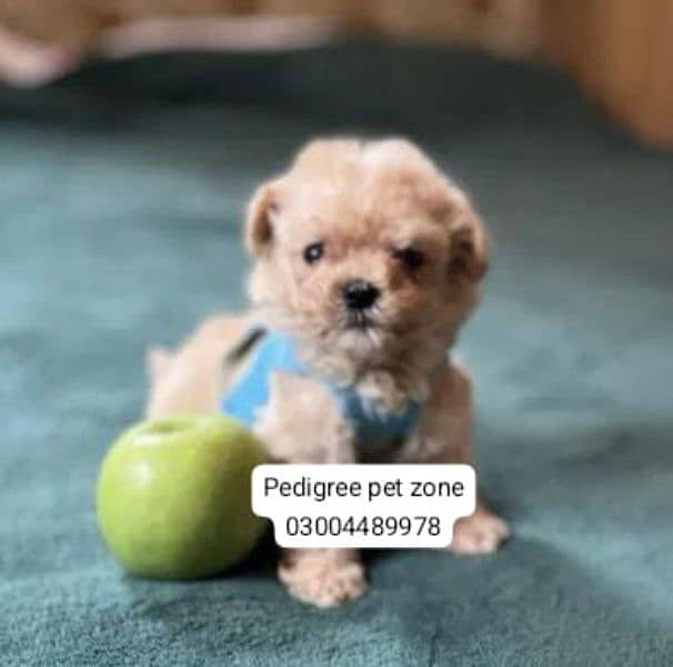 Imported maltipoo puppies available for booking 12