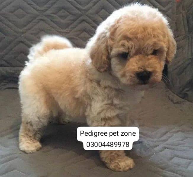 Imported maltipoo puppies available for booking 13