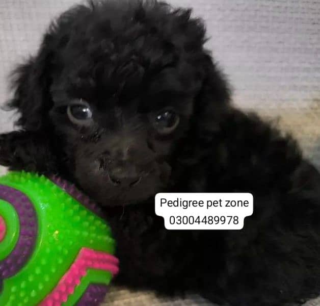 Imported maltipoo puppies available for booking 15