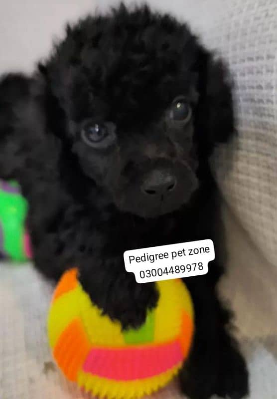 Imported maltipoo puppies available for booking 16