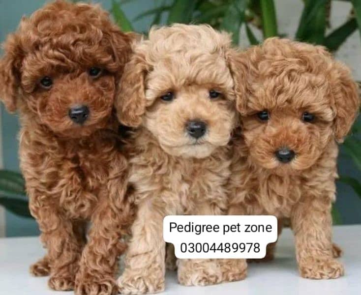 Imported Toy poodles puppies available for booking 0