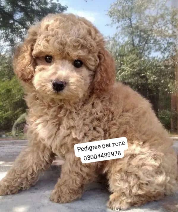 Imported Toy poodles puppies available for booking 1