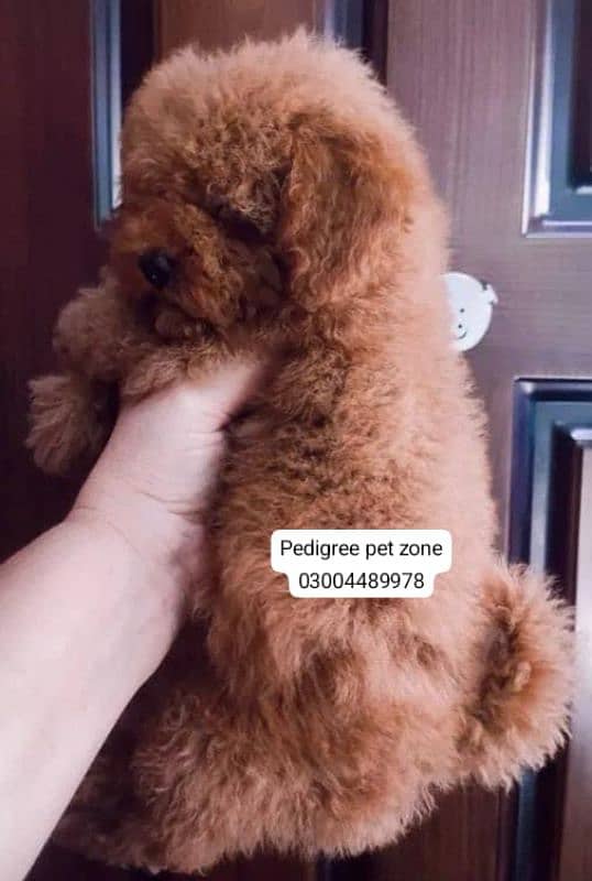 Imported Toy poodles puppies available for booking 2