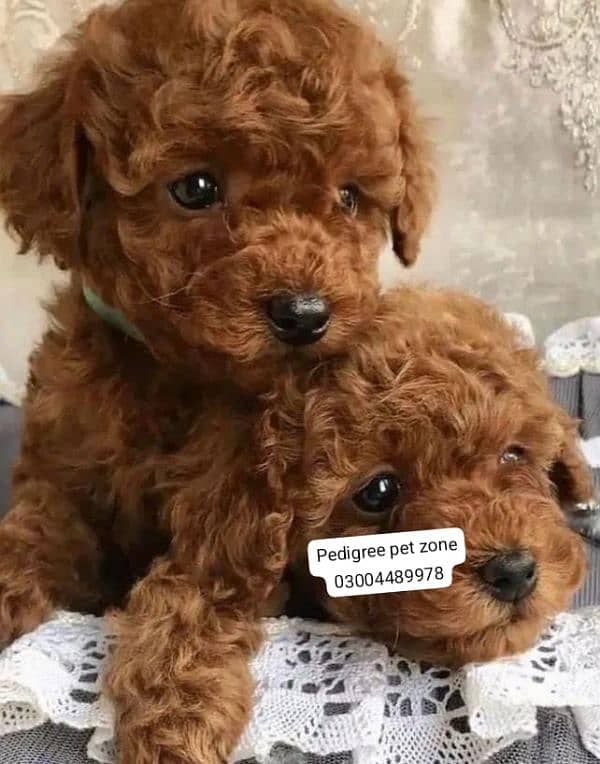 Imported Toy poodles puppies available for booking 3