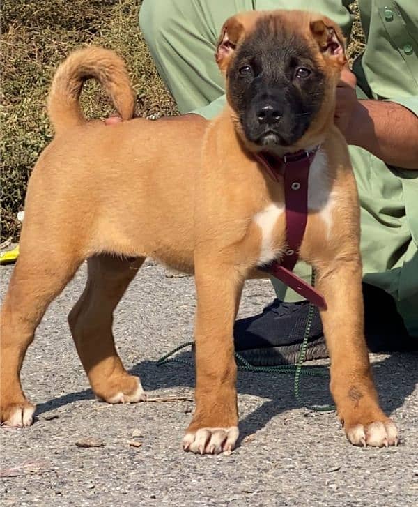 Kurdish Kangan security dog 3 month mail for sale heavy bone 0