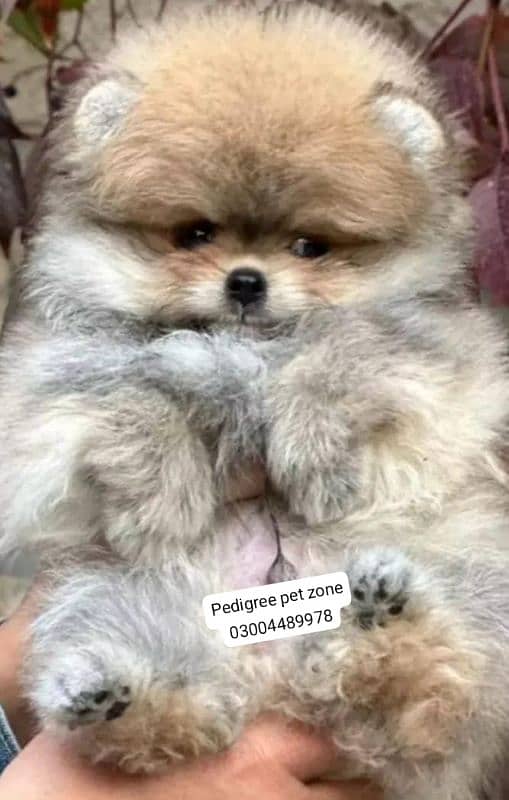 IMPORTED POMERANIAN PUPPIES AVAILABLE FOR BOOKING 2