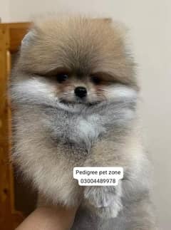 IMPORTED POMERANIAN PUPPIES AVAILABLE FOR BOOKING