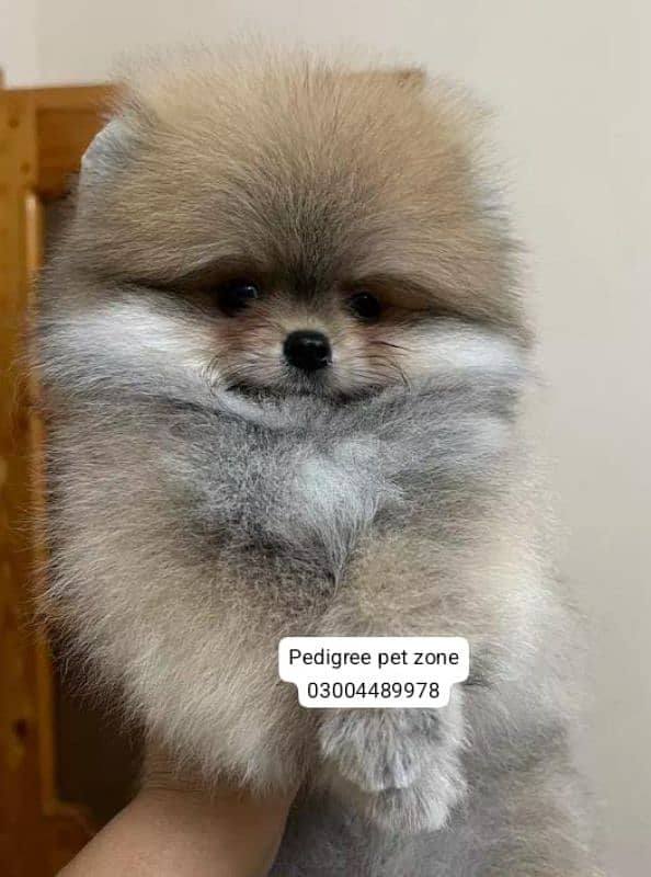 IMPORTED POMERANIAN PUPPIES AVAILABLE FOR BOOKING 0