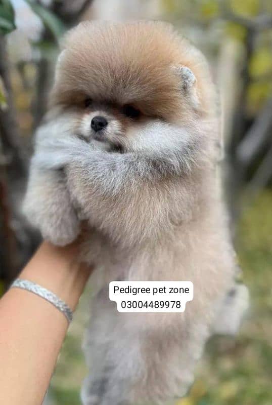 IMPORTED POMERANIAN PUPPIES AVAILABLE FOR BOOKING 3