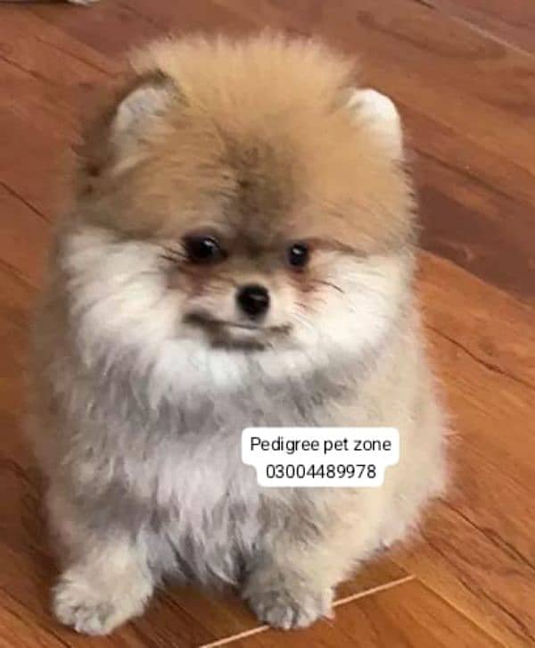 IMPORTED POMERANIAN PUPPIES AVAILABLE FOR BOOKING 4