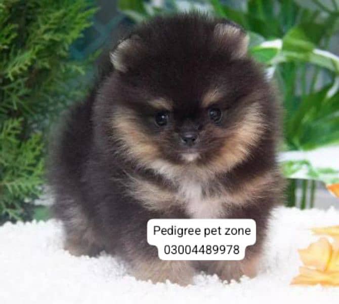 IMPORTED POMERANIAN PUPPIES AVAILABLE FOR BOOKING 5