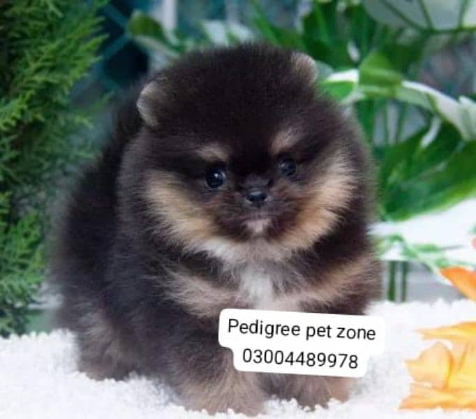 IMPORTED POMERANIAN PUPPIES AVAILABLE FOR BOOKING 6