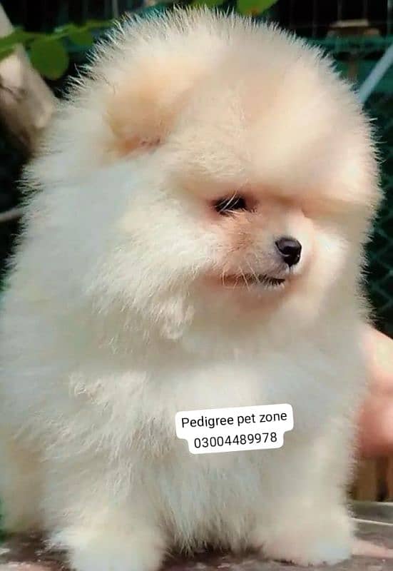 IMPORTED POMERANIAN PUPPIES AVAILABLE FOR BOOKING 7