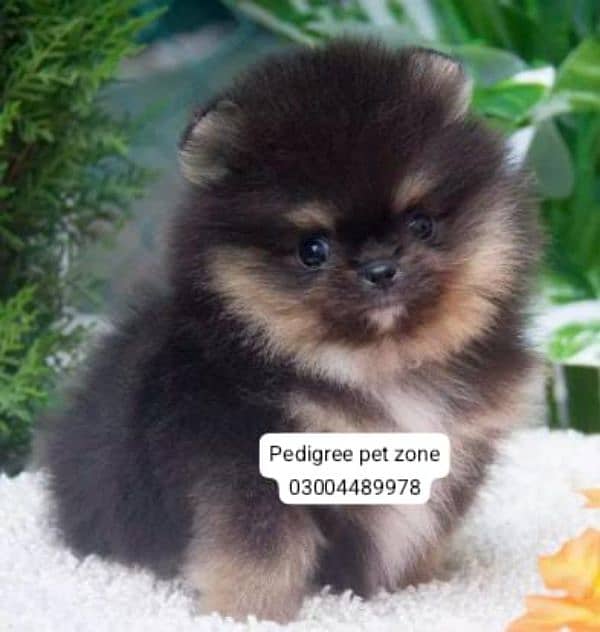 IMPORTED POMERANIAN PUPPIES AVAILABLE FOR BOOKING 8