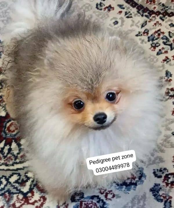 IMPORTED POMERANIAN PUPPIES AVAILABLE FOR BOOKING 9