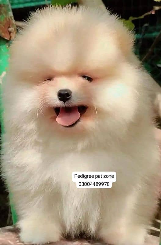 IMPORTED POMERANIAN PUPPIES AVAILABLE FOR BOOKING 11