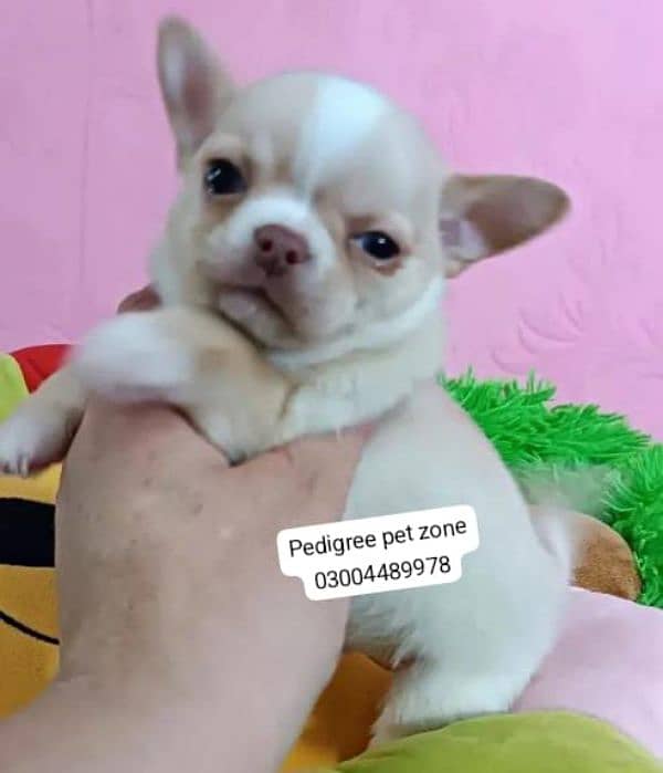 Imported chihuahua puppies available for booking 0