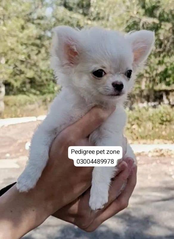 Imported chihuahua puppies available for booking 4