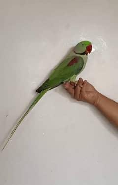 Raw parrot