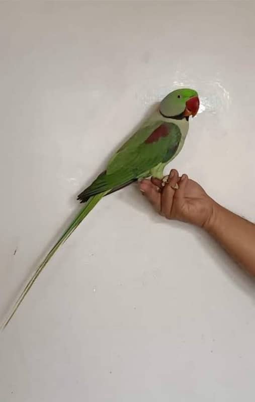 Raw parrot 0