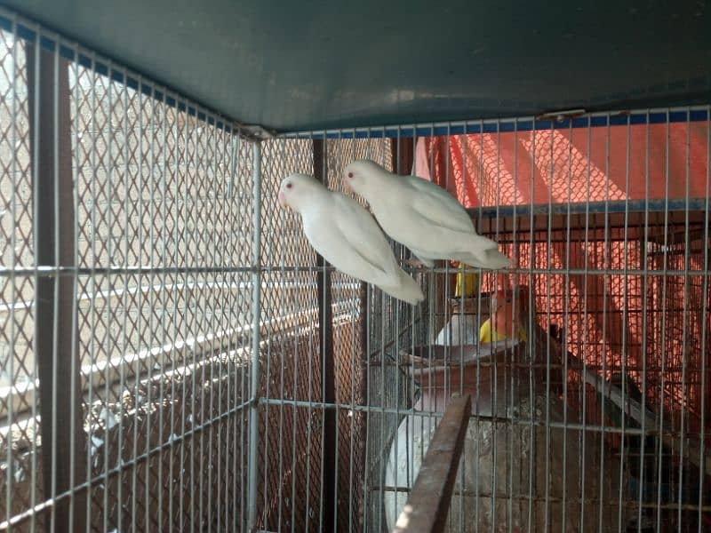 albino breeder pairs and loteeno fishri breeder pair 1