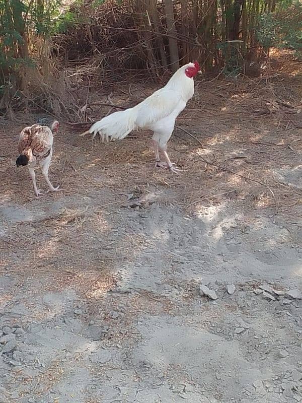 White Murga for Sale, #hen #aseel 0