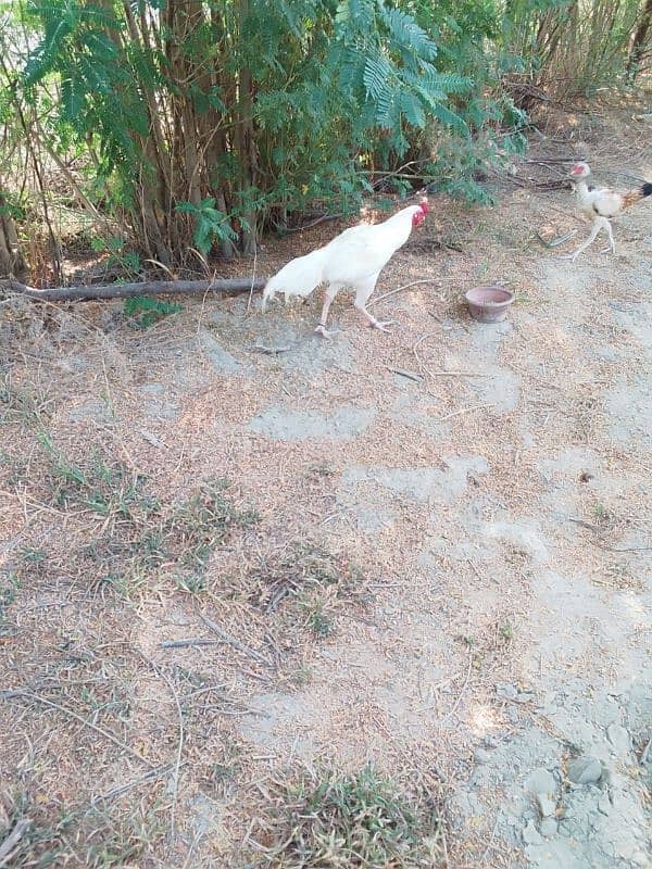 White Murga for Sale, #hen #aseel 1