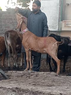 Nagra Gabn bakri sale