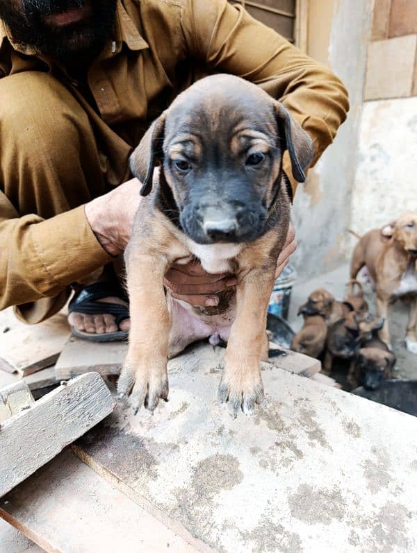 American Bully Puppy available 1