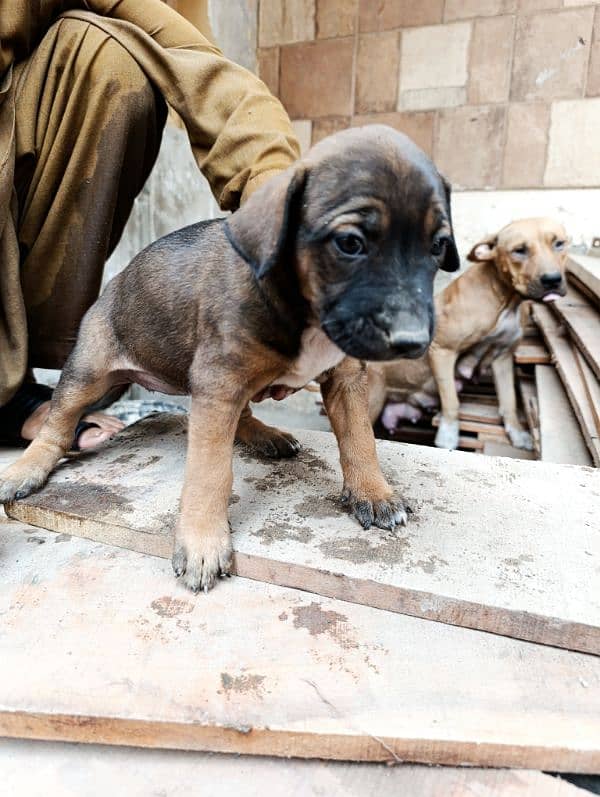 American Bully Puppy available 3