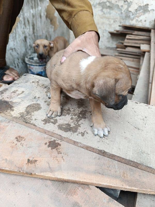 American Bully Puppy available 4