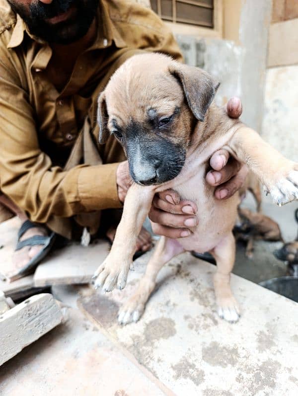 American Bully Puppy available 5