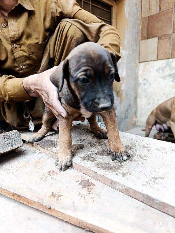 American Bully Puppy available 6