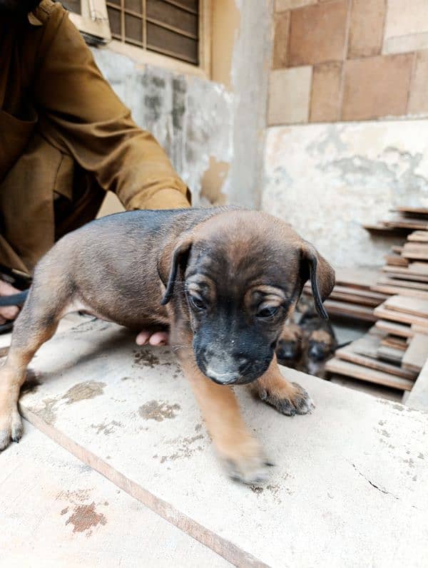 American Bully Puppy available 9