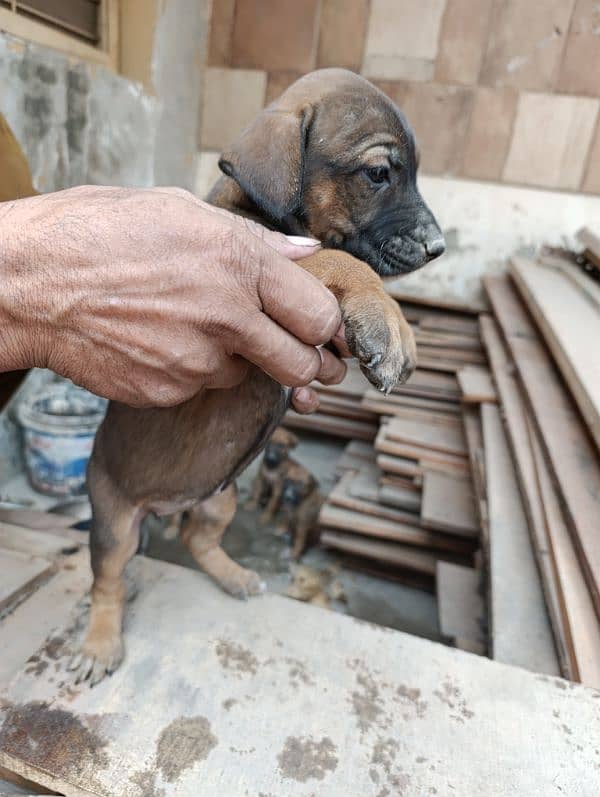 American Bully Puppy available 11