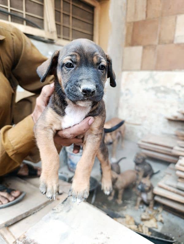 American Bully Puppy available 12