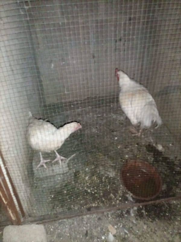 Aseel Heera Pair available Murga Murgi cock Hen Hira egg Laying 0