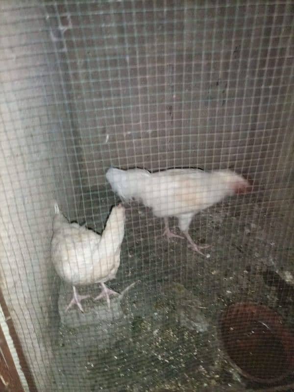 Aseel Heera Pair available Murga Murgi cock Hen Hira egg Laying 1