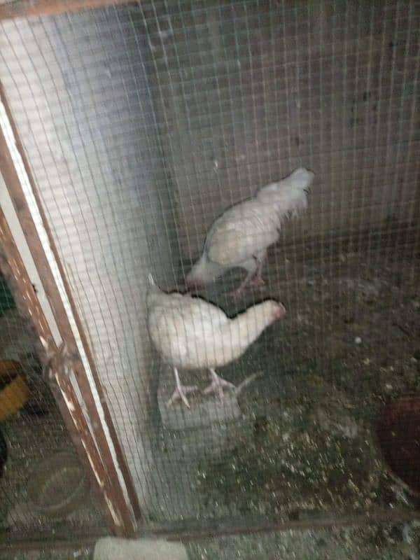 Aseel Heera Pair available Murga Murgi cock Hen Hira egg Laying 2