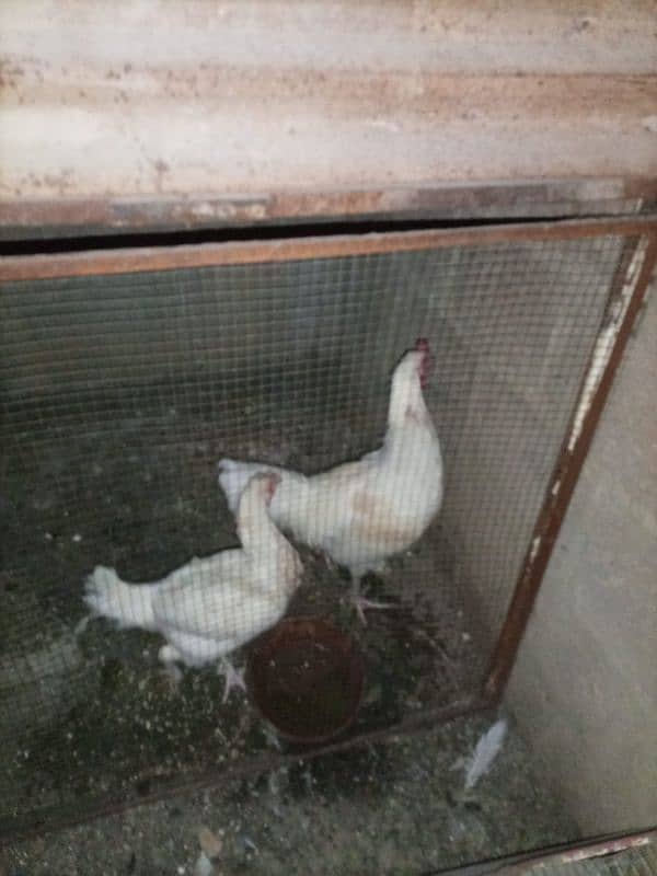 Aseel Heera Pair available Murga Murgi cock Hen Hira egg Laying 3