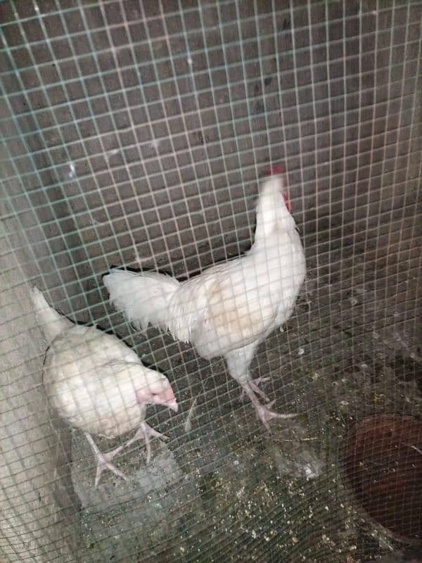 Aseel Heera Pair available Murga Murgi cock Hen Hira egg Laying 4