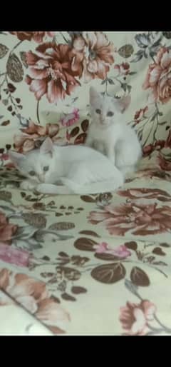 Persian Single Coated Kittens For Sale In Okara