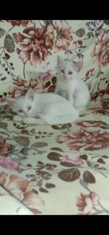 Persian Single Coated Kittens For Sale In Okara 0