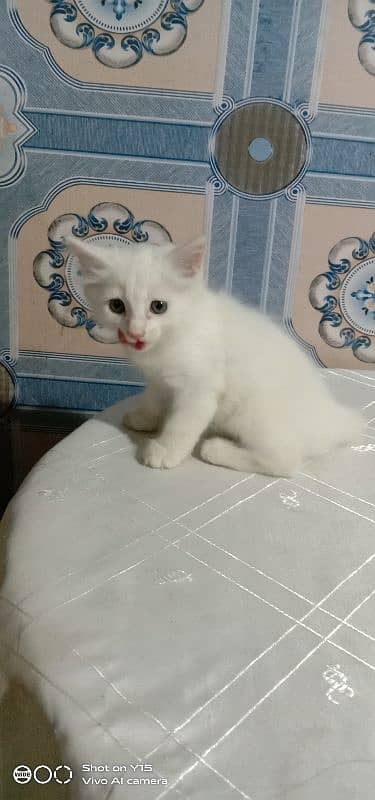 Persian Single Coated Kittens For Sale In Okara 2