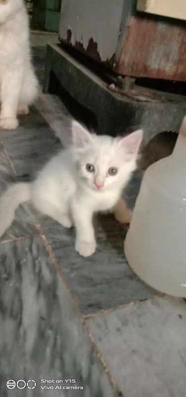 Persian Single Coated Kittens For Sale In Okara 3