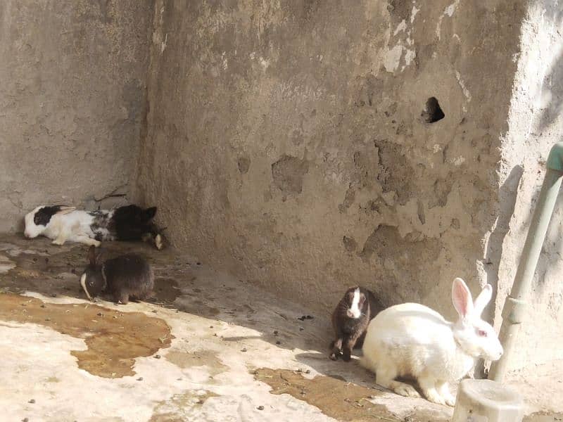 Newzeland white and black rabbits breed 2