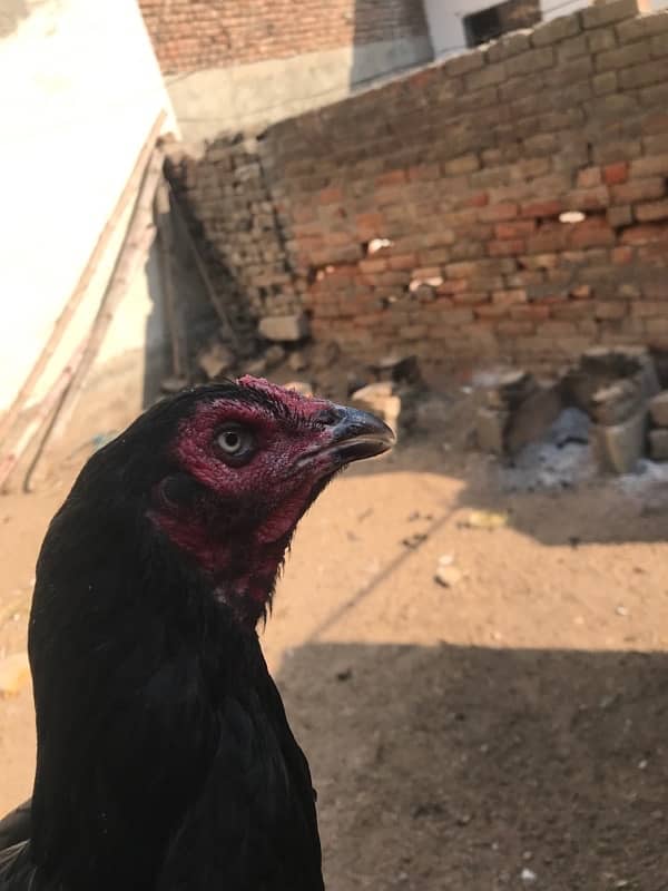 black aseel quality hen 0