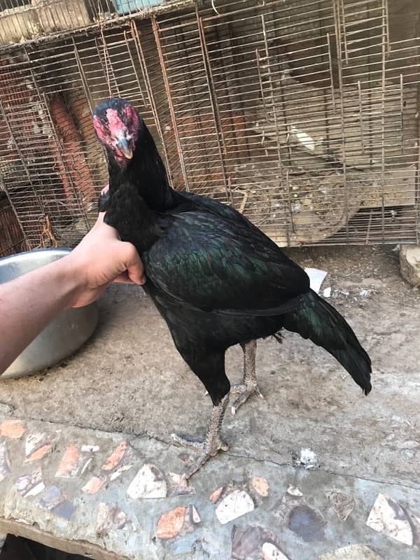 black aseel quality hen 1