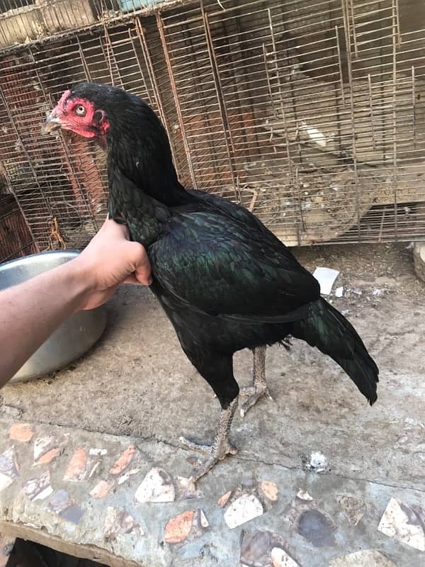 black aseel quality hen 2