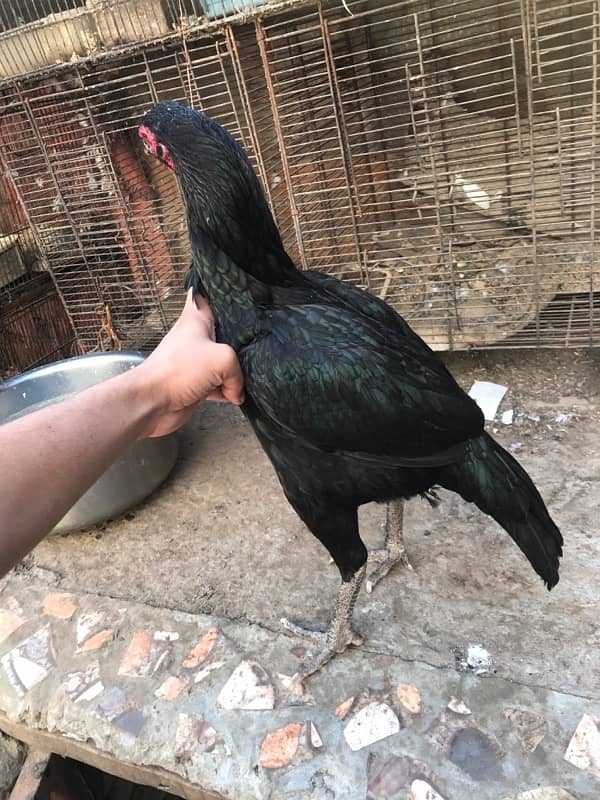 black aseel quality hen 3